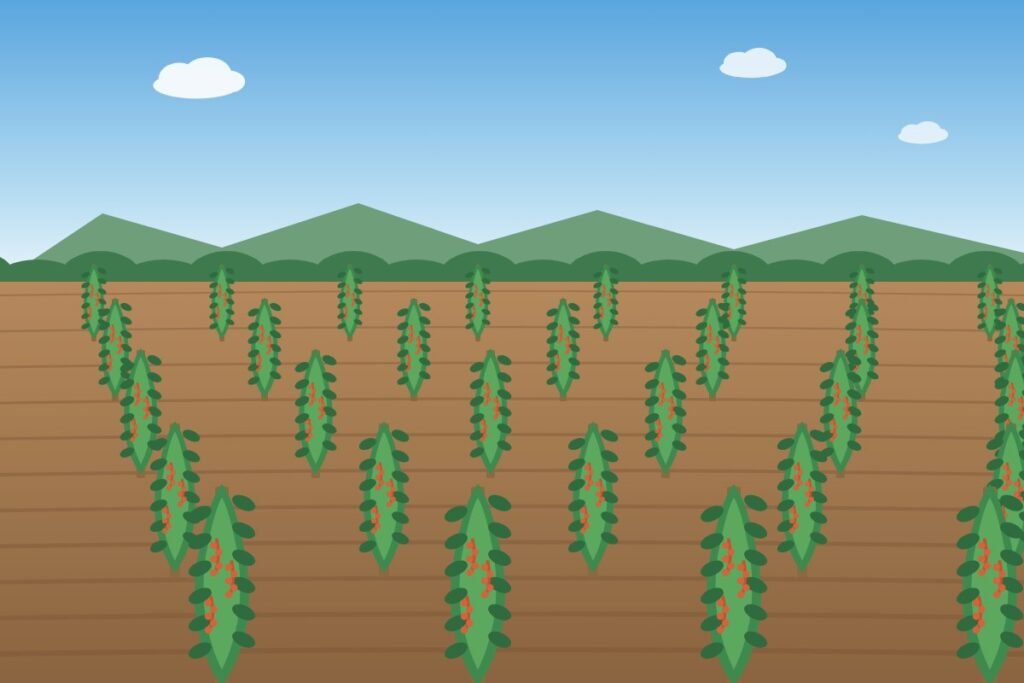 Rows of pepper vines on a Kampot farm (illustrated placeholder)