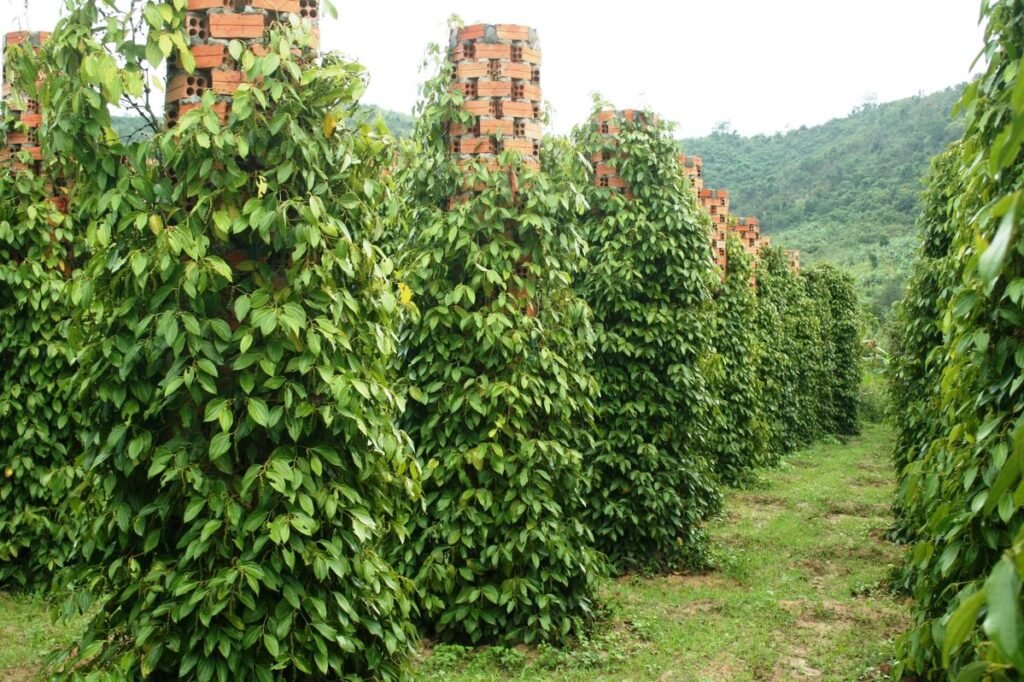 Kampot Pepper Farm Tour